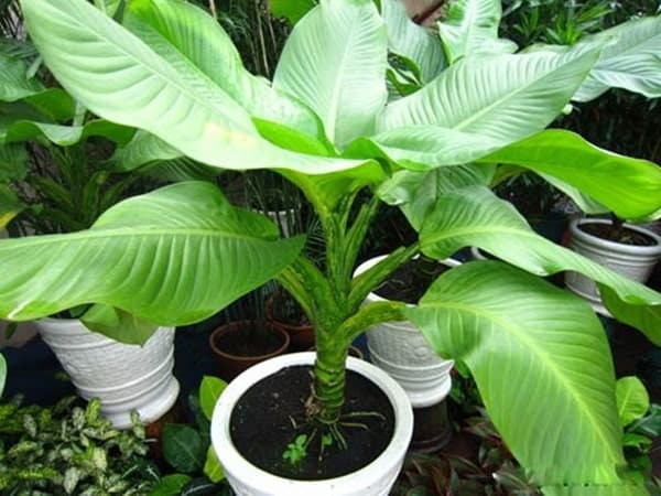 Trồng và chăm sóc cây đại phú gia- Thanh lọc không khí 5 cây đại phú gia mang đến khu vườn đẹp