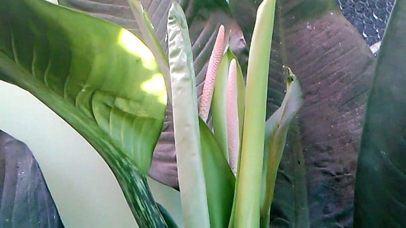 Trồng và chăm sóc cây đại phú gia- Thanh lọc không khí 6 khi cây đại phú gia ra hoa