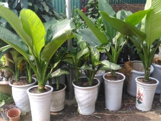 Trồng và chăm sóc cây đại phú gia- Thanh lọc không khí 1 cay dai phu gia 9 min