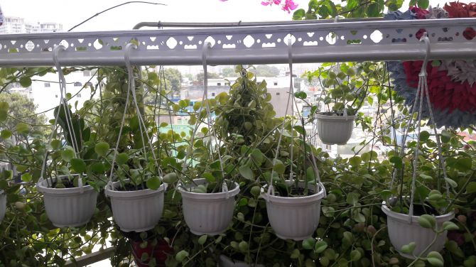 Cách chăm sóc cây đô la-Cây mang tiền tài-tài lộc 2 ĐẶC ĐIỂM SINH TRƯỞNG CÂY ĐÔ LA