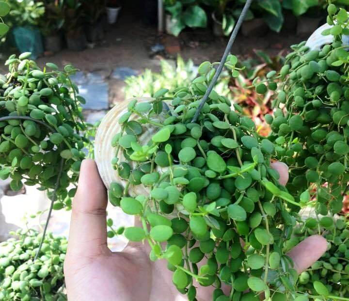 Cách chăm sóc cây đô la-Cây mang tiền tài-tài lộc 1 cây đô la