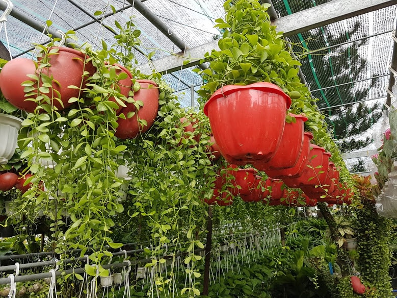 Cách chăm sóc cây đô la-Cây mang tiền tài-tài lộc 4 ngắm nhìn những chậu cây đô la