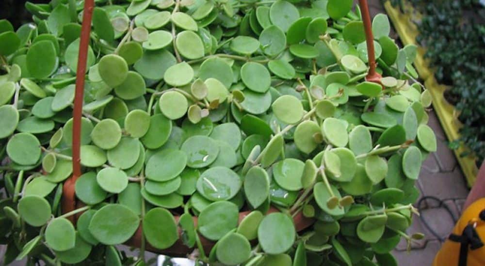 Cách chăm sóc cây đô la-Cây mang tiền tài-tài lộc 5 CÁCH TRỒNG CÂY ĐÔ LA