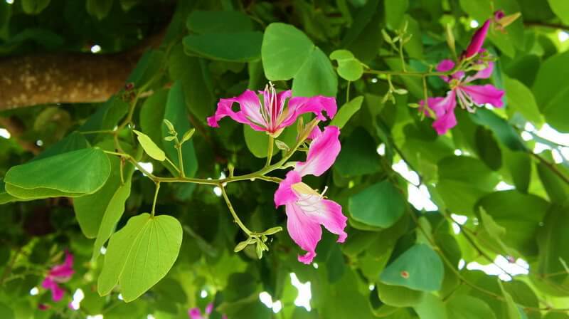 Cây móng bò- cây cảnh chuyên công trình 1 cây móng bò có nguần gốc sâu xa