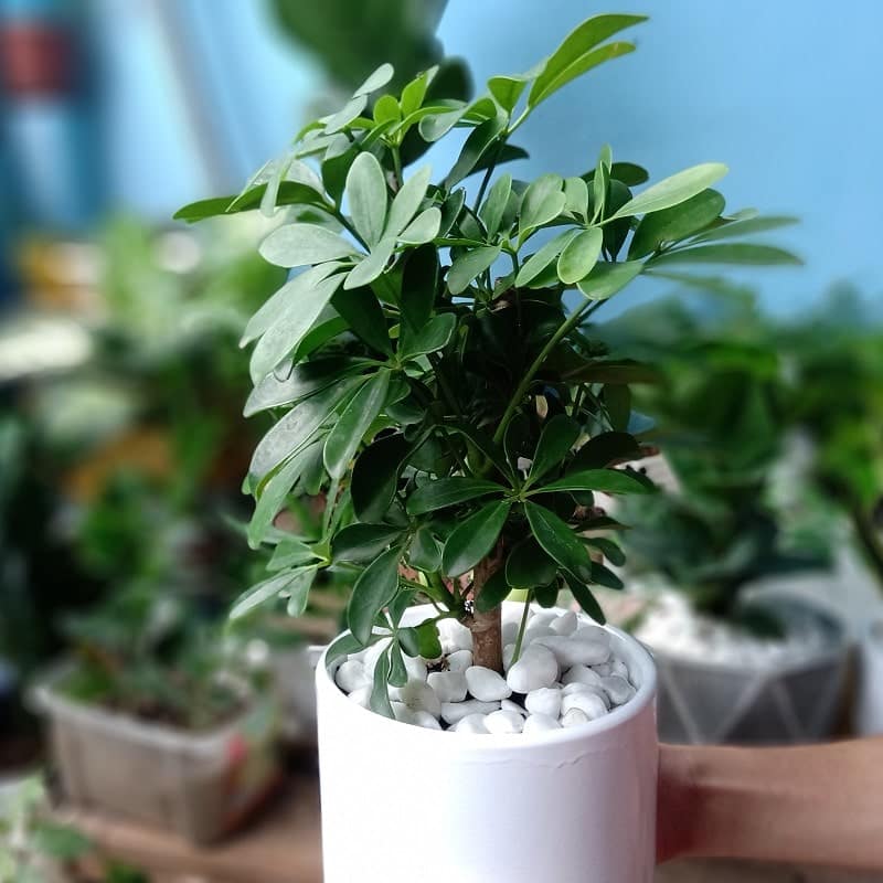 Cây ngũ gia bì- cây cảnh phong thủy hợp mệnh nào? ý nghĩa 13 cây ngũ gia bì có thể trồng thủy sinh được không