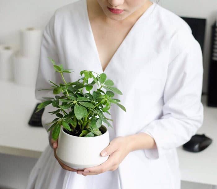 Cây ngũ gia bì- cây cảnh phong thủy hợp mệnh nào? ý nghĩa 3 cây ngũ gia bì