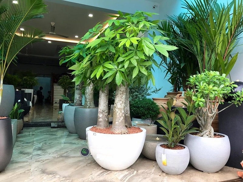 Cây ngũ gia bì- cây cảnh phong thủy hợp mệnh nào? ý nghĩa 7 cây ngũ gia bì lớn