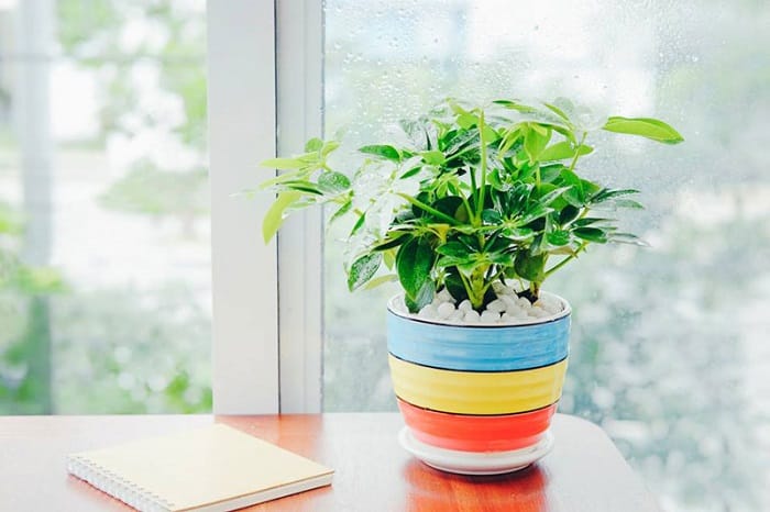 Cây ngũ gia bì- cây cảnh phong thủy hợp mệnh nào? ý nghĩa 4 cay ngu gia bi 2