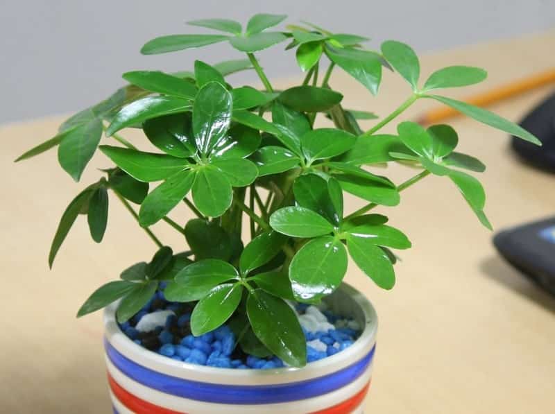 Cây ngũ gia bì- cây cảnh phong thủy hợp mệnh nào? ý nghĩa 10 cây ngũ gia bì tiểu cảnh