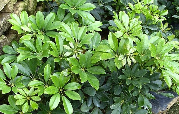 Cây ngũ gia bì- cây cảnh phong thủy hợp mệnh nào? ý nghĩa 2 cây ngũ gia bì tác dụng gia tăng miển dịch cho cơ thể