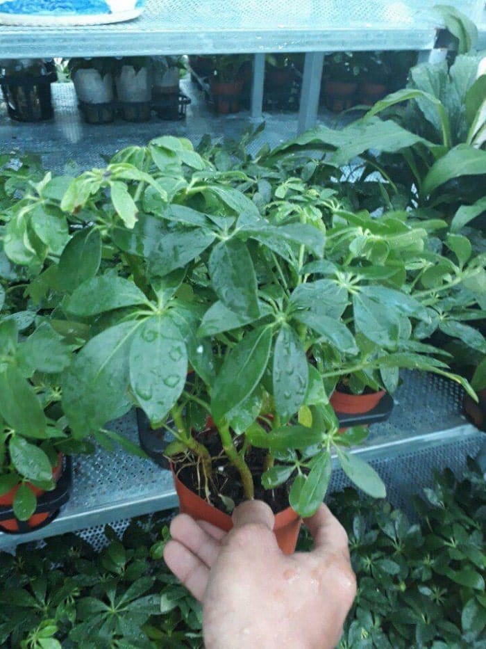 Cây ngũ gia bì- cây cảnh phong thủy hợp mệnh nào? ý nghĩa 8 cây ngũ gia bì mini