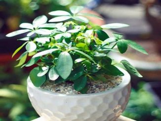 Cây ngũ gia bì- cây cảnh phong thủy hợp mệnh nào? ý nghĩa 5 cay ngu gia bi 8 min