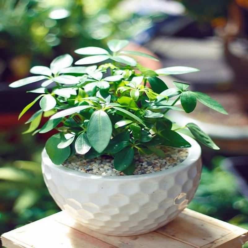 Cây ngũ gia bì- cây cảnh phong thủy hợp mệnh nào? ý nghĩa 9 cây ngũ gia bì mini để bàn làm việc