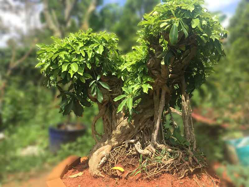 Cây ngũ gia bì- cây cảnh phong thủy hợp mệnh nào? ý nghĩa 14 cây ngũ gia bì hợp với tuổi dần