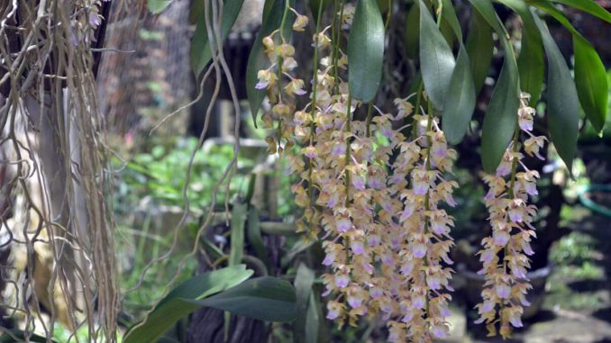 hoa-lan-giang-huong-2