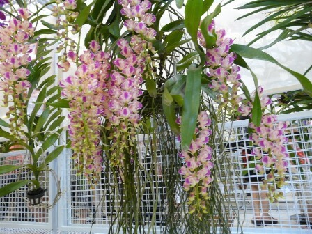 Cách trồng và chăm sóc hoa lan Giáng hương- Đẹp Nhất hiện nay 3 vườn hoa lan giáng hương