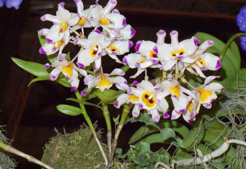 Cách trồng và chăm sóc hoa lan hoàng thảo xoắn - Nhiều hoa đẹp 6 hoa lan hoàng thảo xoắn đẹp ấn tượng