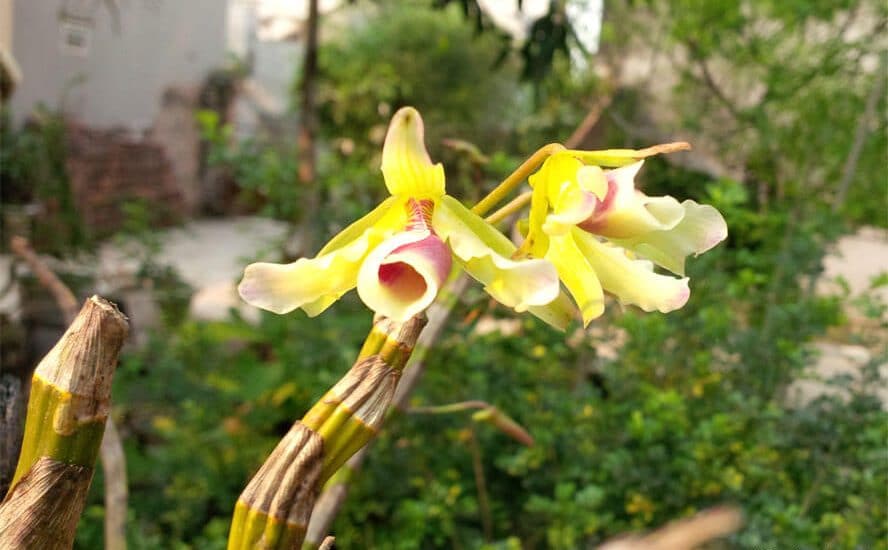 Cách trồng và chăm sóc hoa lan hoàng thảo xoắn - Nhiều hoa đẹp 4 hoa lan hoàng thảo xoắn vàng