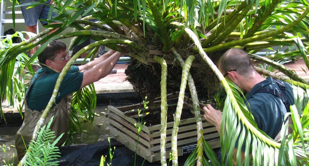 cách chăm sóc hoa lan Thanh Tuyền-hoa đẹp quanh năm 3 cây hoa lan thanh tuyền lớn nhất thế giới