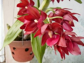Cách chăm sóc hoa lan thiên nga- đẹp nhất vườn 9 hoa lan thien nga 3