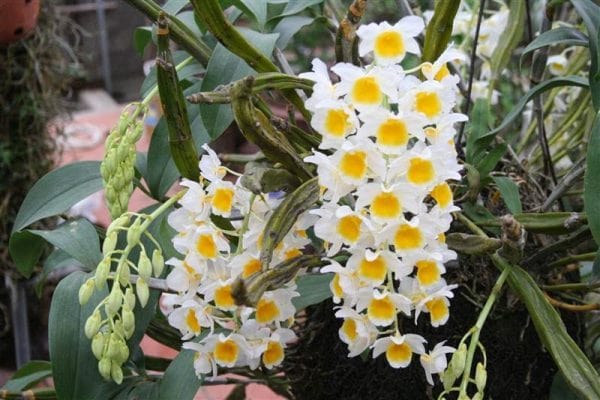 Cách chăm sóc hoa lan thủy tiên đẹp 14 hoa lan thủy tiên nở đẹp nhất
