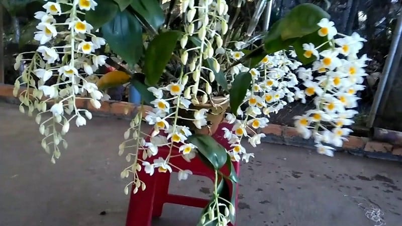 Cách chăm sóc hoa lan thủy tiên đẹp 12 hoa lan thủy tiên trồng chậu nở hoa