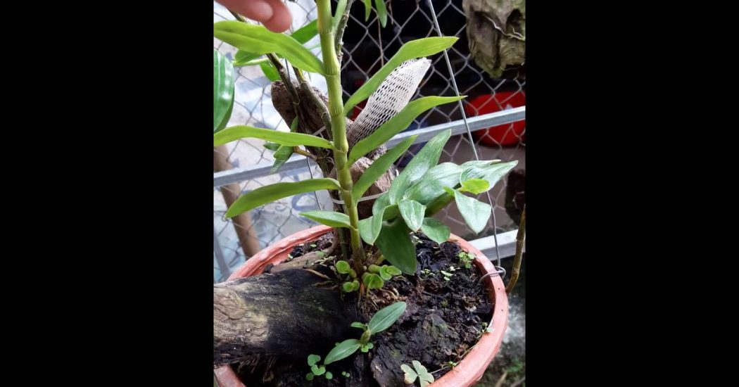 Cách chăm sóc cây hoa lan long tu - Đẹp và chất 8 Lan long tu cần thoáng gió và không ưa thay chậu, cho nên trồng trên miếng cây dương xỉ hay vỏ cây rất thích hợp
