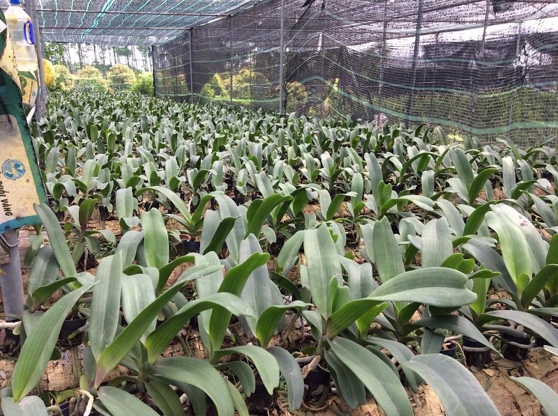 Đai trâu vào gỗ– Hướng Dẫn Trồng – Chăm Sóc – Bón Phân 23 lan đai trâu trồng ghé gỗ