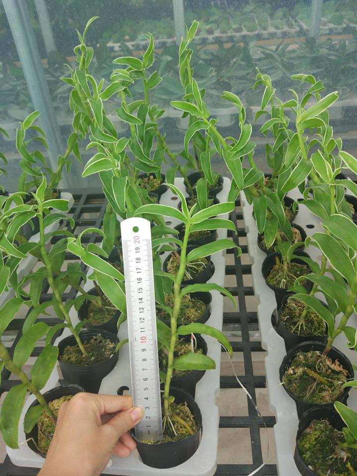 Hướng dẫn cách trồng và chăm sóc lan giả hạc - lan phi điệp 14 lan gia hac 10 min 1