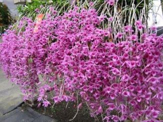 Hướng dẫn cách trồng và chăm sóc lan giả hạc - lan phi điệp 2 lan gia hac 3 1