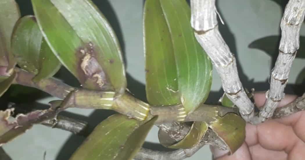 Cách trồng và chăm sóc hoa lan Hạc Vỹ 24 lan hạc vỹ kiến lửa