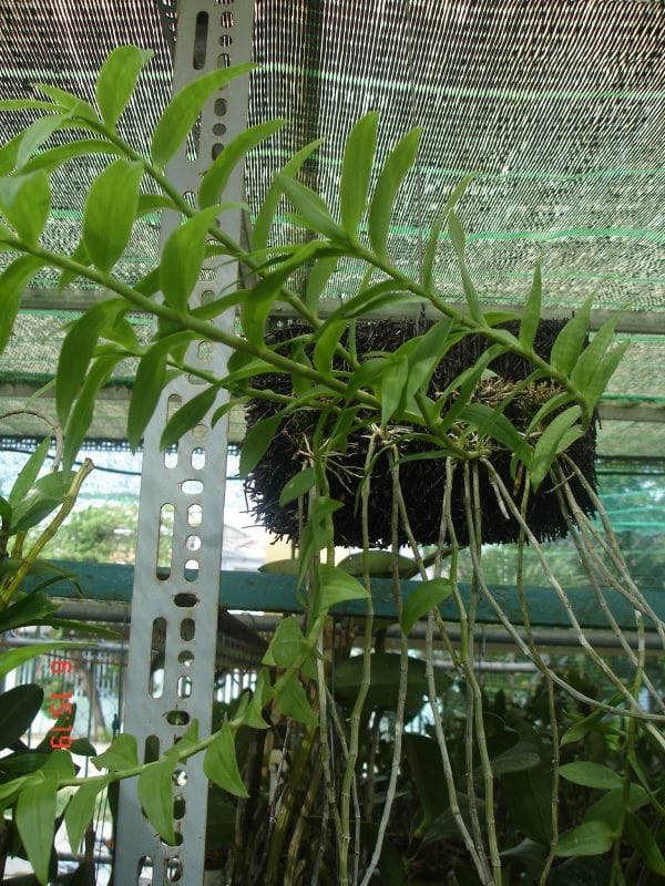 Cách trồng và chăm sóc hoa lan Hạc Vỹ 10 cách lựa chọn những cây lan hạc vỹ đẹp