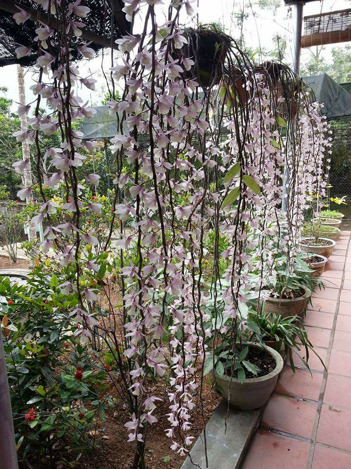 Cách trồng và chăm sóc hoa lan Hạc Vỹ 11 lan hạc vỹ nở hoa tuyệt đẹp