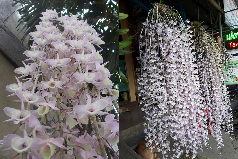 Cách trồng và chăm sóc hoa lan Hạc Vỹ 23 Lan hạc vỹ bắc hoa to đẹp với kích thước lớn