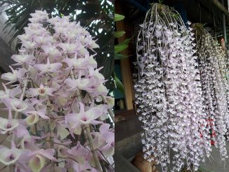Cách trồng và chăm sóc hoa lan Hạc Vỹ 4 lan hac vu 4 min