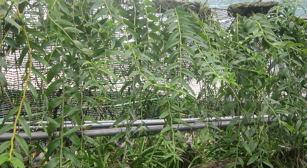 Cách trồng và chăm sóc hoa lan Hạc Vỹ 14 cây lan hạc vỹ phát triển mạnh
