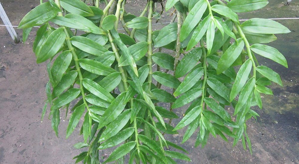 Cách trồng và chăm sóc hoa lan Hạc Vỹ 15 cây lan hạc vỹ xanh ngon