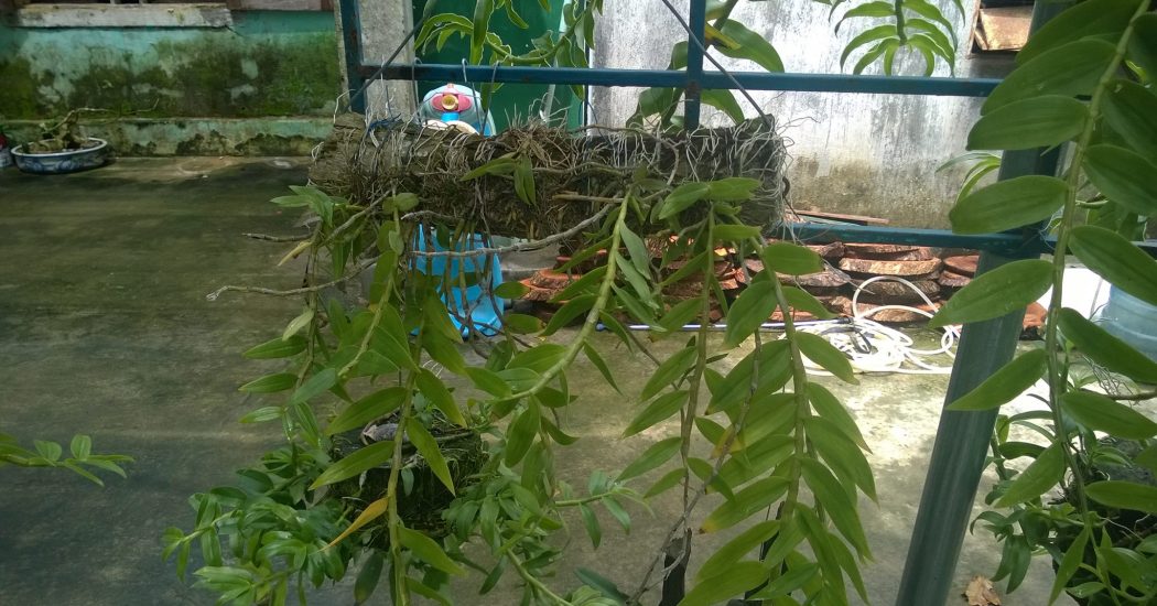 Cách trồng và chăm sóc hoa lan Hạc Vỹ 16 cây lan hạc vỹ trồng ghép vào gỗ