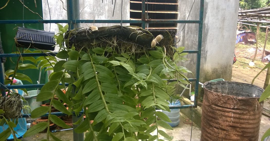 Cách trồng và chăm sóc hoa lan Hạc Vỹ 6 lan hạc vỹ cho ăn phân