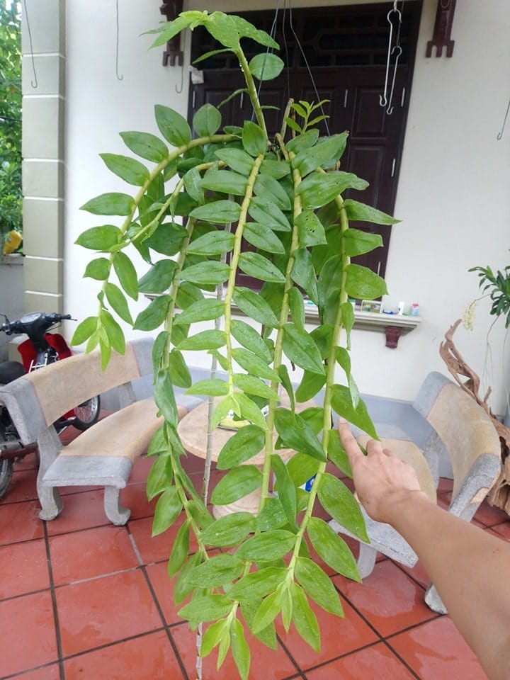 Cách trồng và chăm sóc hoa lan Hạc Vỹ 19 cây lan hạc vũ được 2 năm tuổi