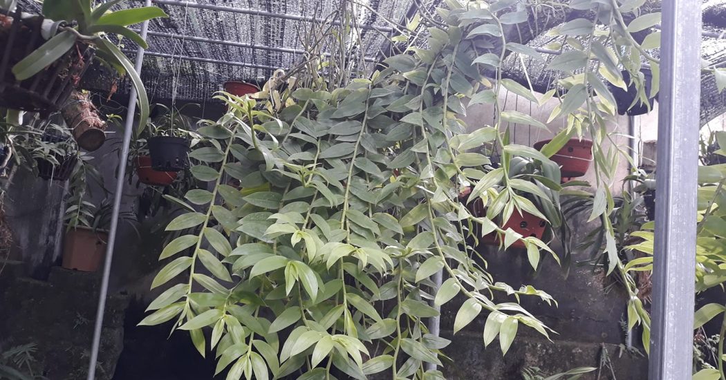 Cách trồng và chăm sóc hoa lan Hạc Vỹ 18 lan hạc vỹ phát triển nhanh