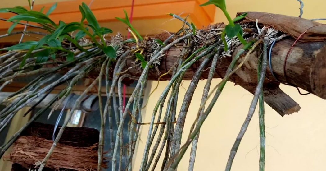 Cách trồng và chăm sóc hoa lan Hạc Vỹ 2 cách ghép lan hạc vỹ vào gỗ