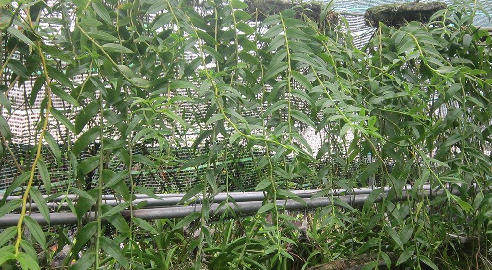 Cách trồng và chăm sóc hoa lan Hạc Vỹ 17 lan hạc vỹ trồng nhiều