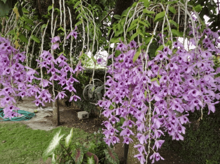 Cách trồng và chăm sóc hoa lan Hạc Vỹ 21 Lan hạc vỹ tím đẹp ra nhiều bông rất đẹp