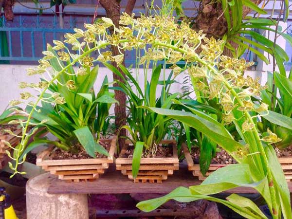 Cách chăm sóc hoa lan hoàng hậu-ra hoa đúng dịp 1 Hoa lan hoàng hậu