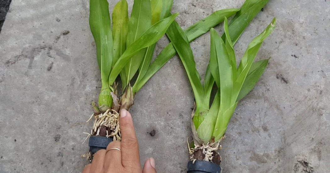 Cách chăm sóc hoa lan hoàng hậu-ra hoa đúng dịp 2 Hoa lan hoàng hậu nhỏ