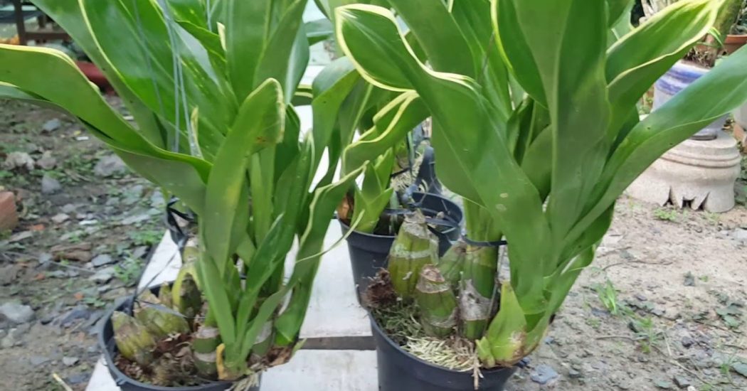 Cách chăm sóc hoa lan hoàng hậu-ra hoa đúng dịp 4 những chậu Hoa lan hoàng hậu nhỏ phát triển khỏe mạnh