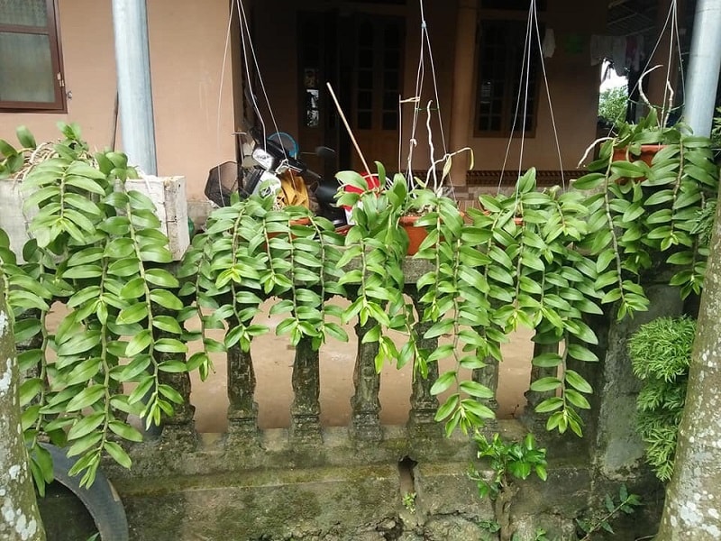 Hướng dẫn cách trồng và chăm sóc lan giả hạc - lan phi điệp 6 Cách trồng lan phi điệp vào chậu