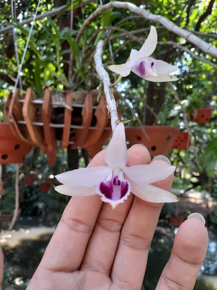 Hướng dẫn cách trồng và chăm sóc lan giả hạc - lan phi điệp 5 Cách chăm sóc hoa lan phi điệp