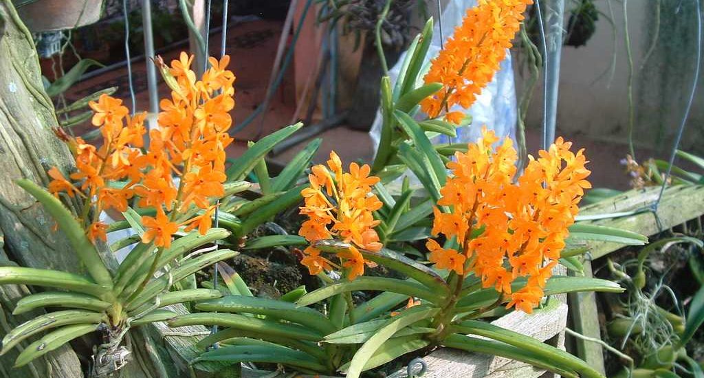 Hướng dẫn cách chăm sóc hoa Phong lan Hỏa Hoàng 11 lan hỏa hoàng trồng chậu gỗ